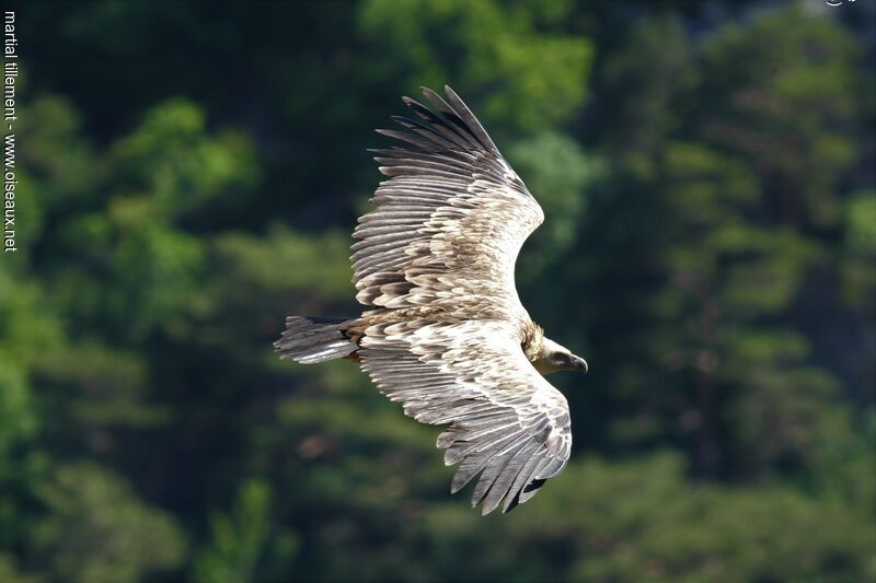 Griffon Vulture