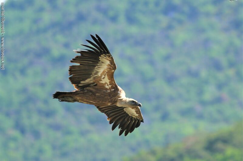 Vautour fauve