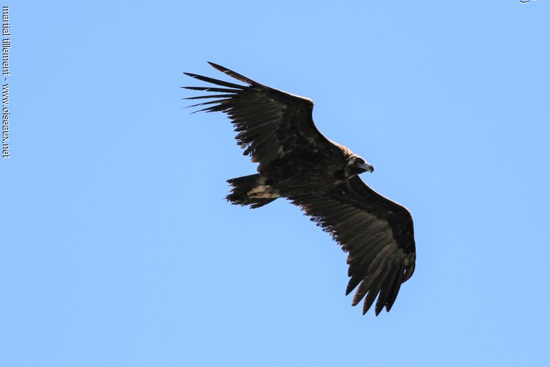 Cinereous Vulture