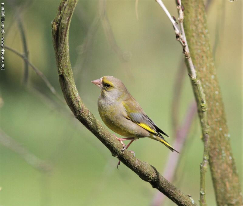 European Greenfinch male