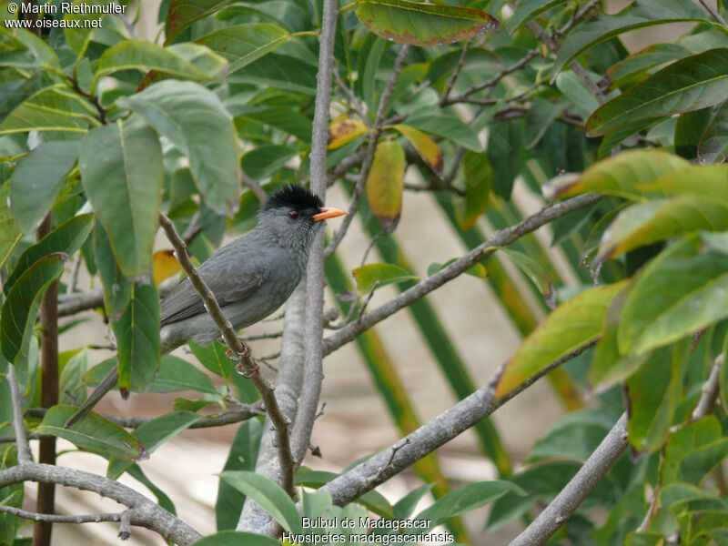 Malagasy Bulbuladult