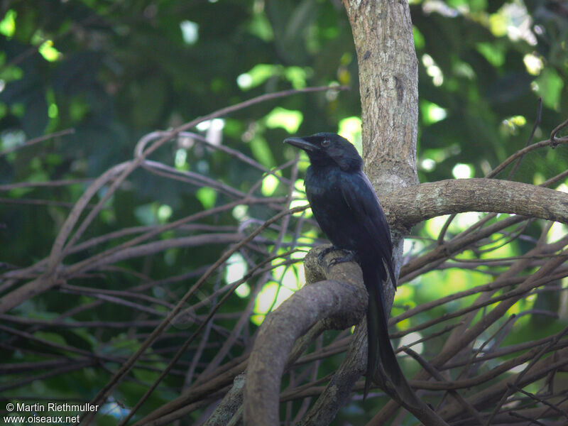 Drongo de Mayotteadulte