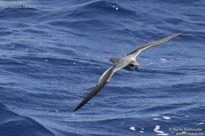 Pétrel de Barauadulte, identification