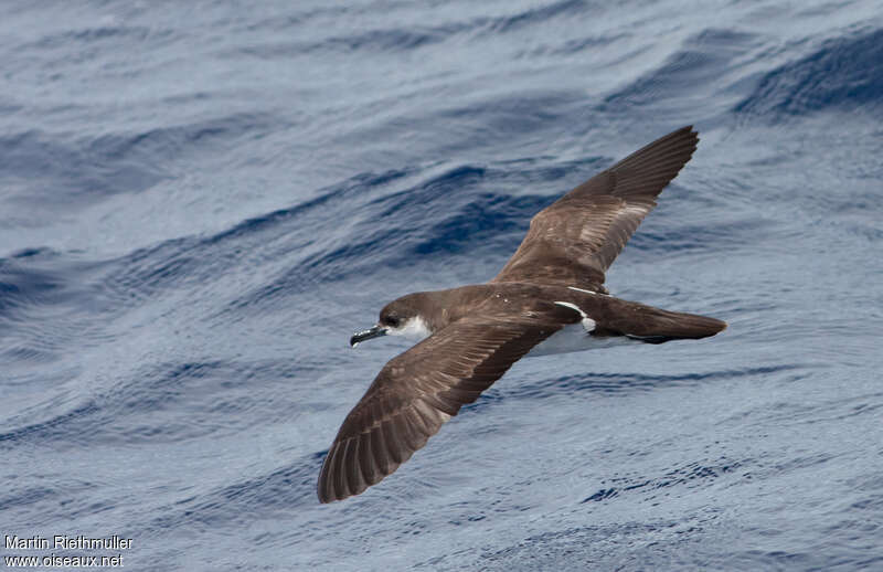 Puffin d'Audubonadulte internuptial, pigmentation, Vol