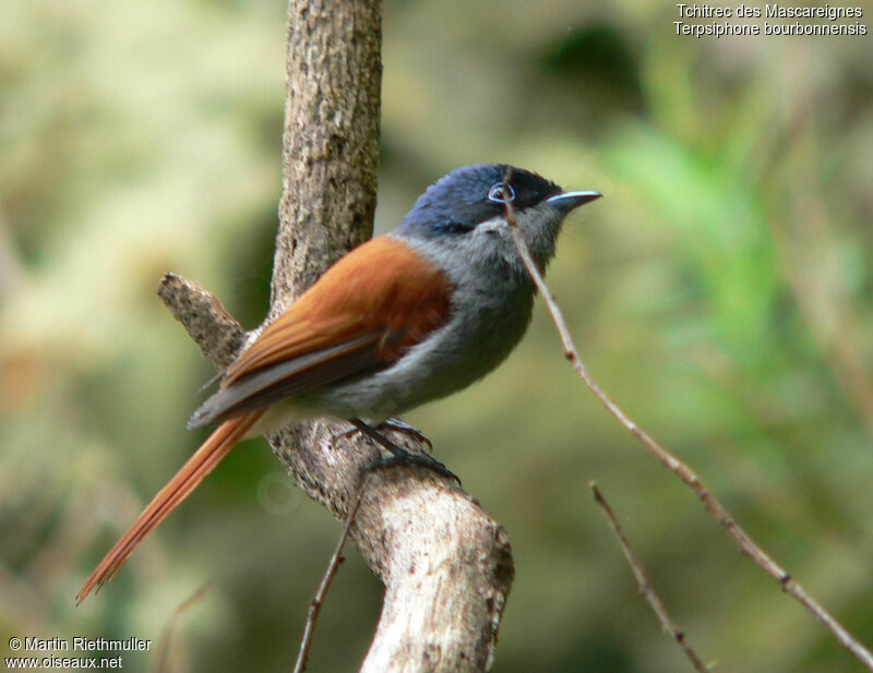 Mascarene Paradise Flycatcher male adult