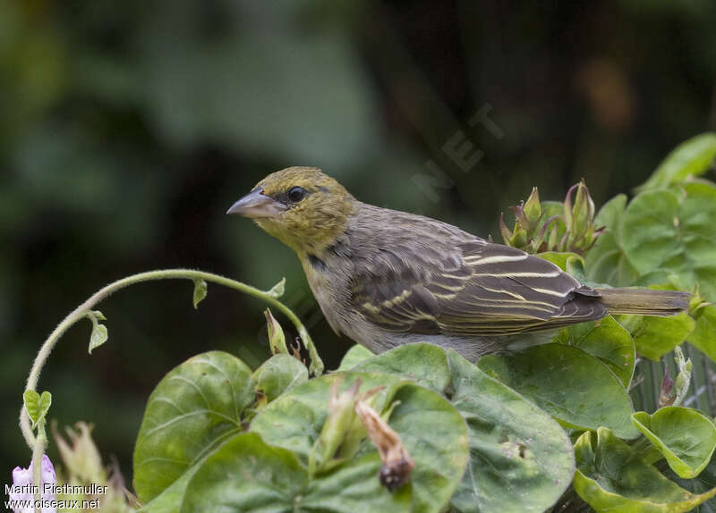 Tisserin gendarme1ère année, identification