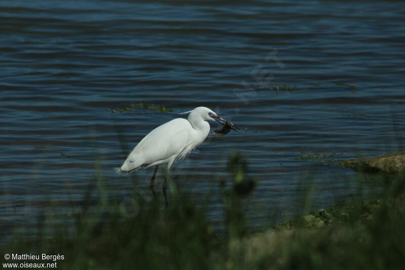 Aigrette garzette, pêche/chasse