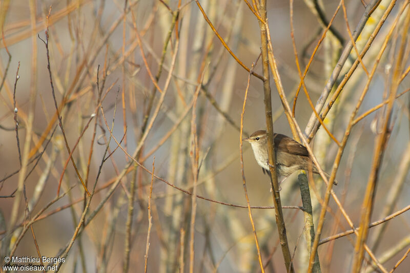 Bouscarle de Cetti