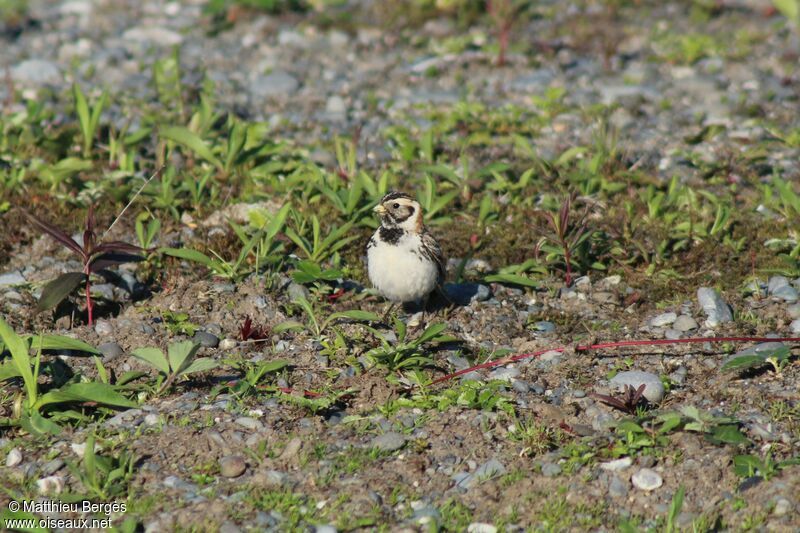 Lapland Longspur