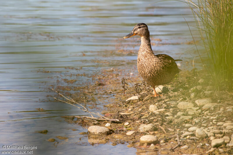 Canard colvert