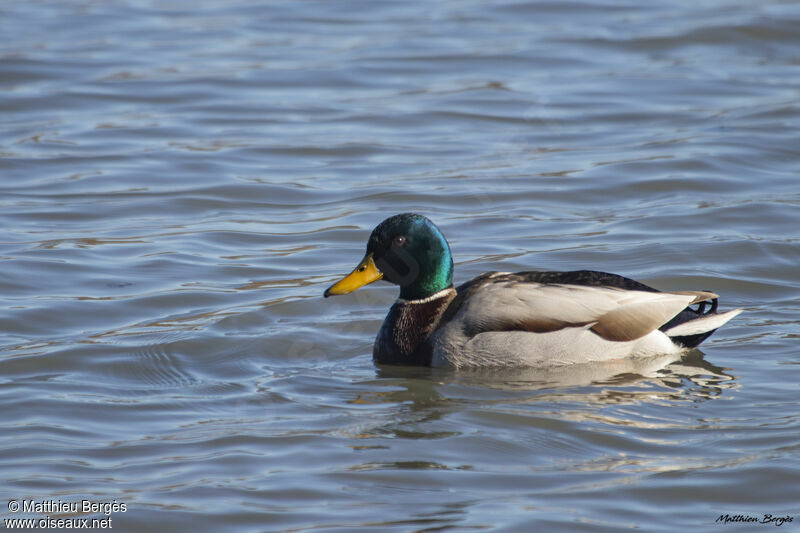 Mallard male