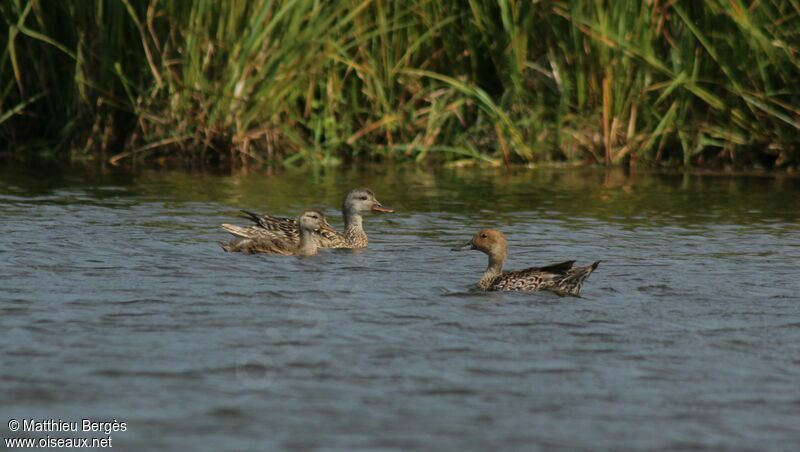 Canard pilet femelle