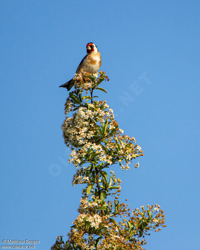 European Goldfinch