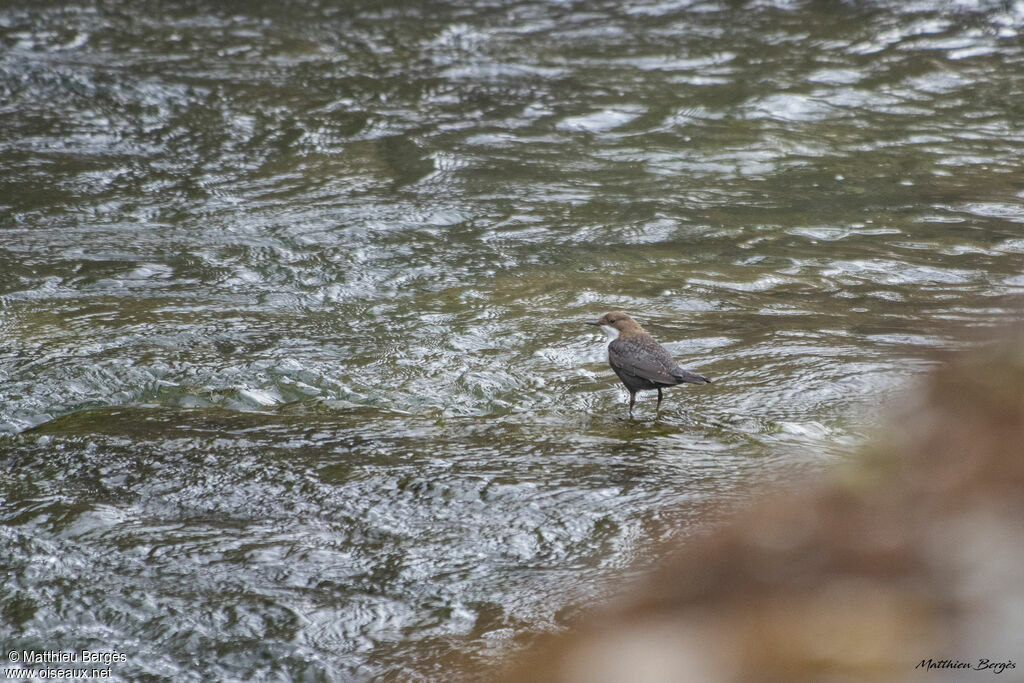 White-throated Dipper