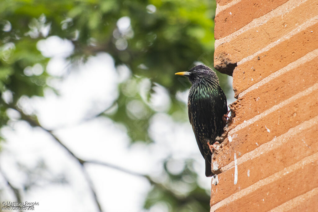 Common Starling