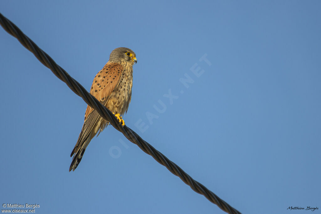Common Kestrel