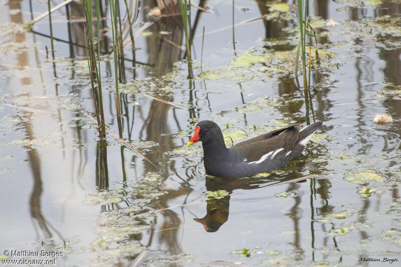 Gallinule poule-d'eau