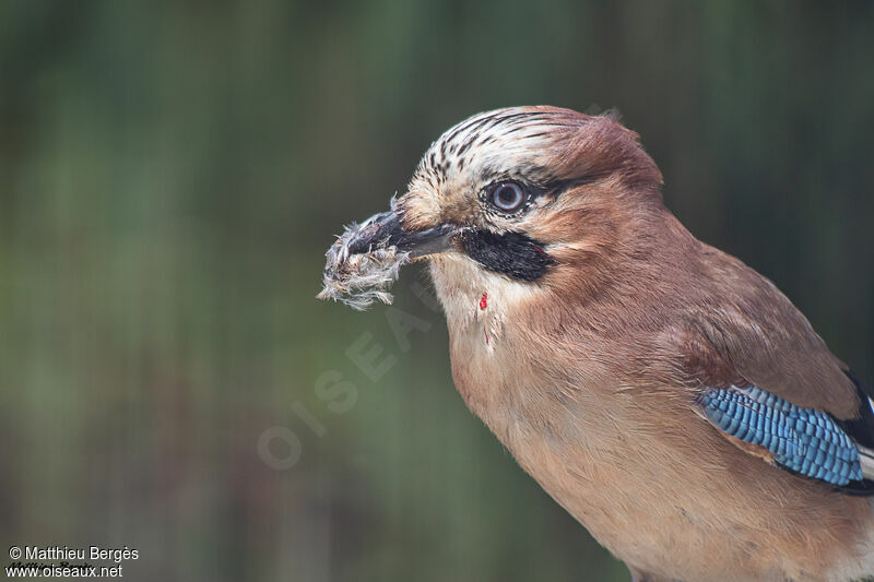 Eurasian Jay, eats