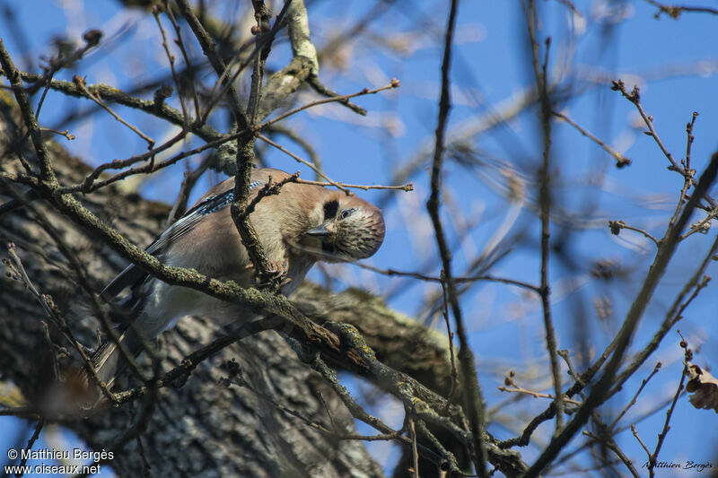 Eurasian Jay