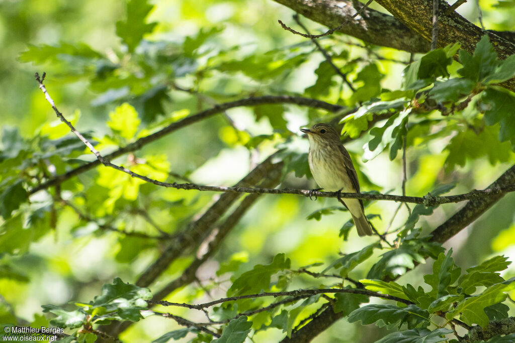 Spotted Flycatcher