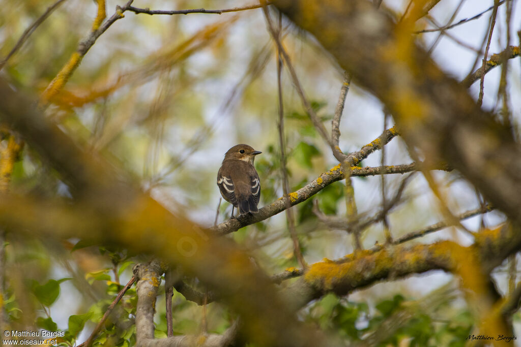 European Pied Flycatcher