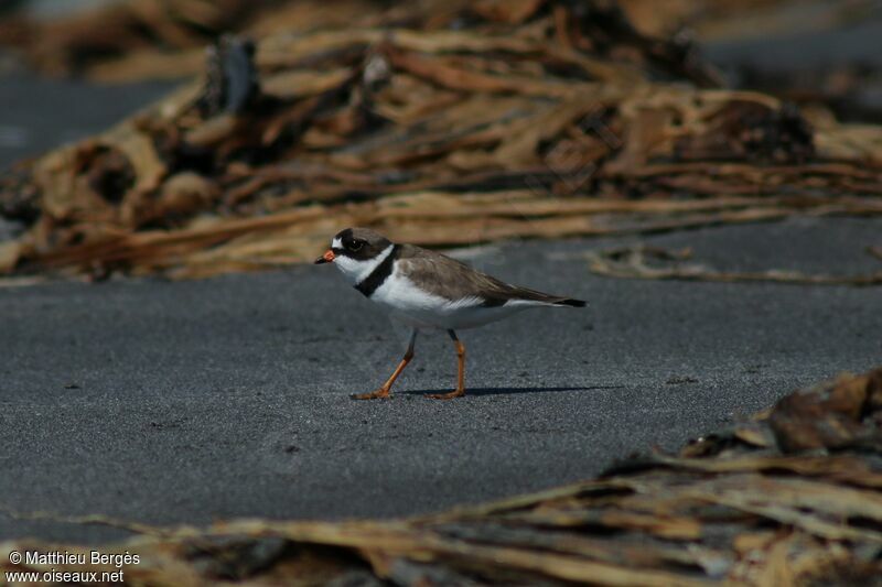 Semipalmated Plover