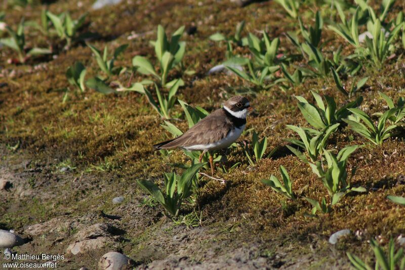 Semipalmated Plover