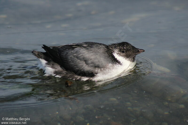 Ancient Murrelet