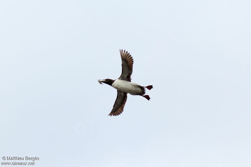 Guillemot de Troïl, Vol, pêche/chasse