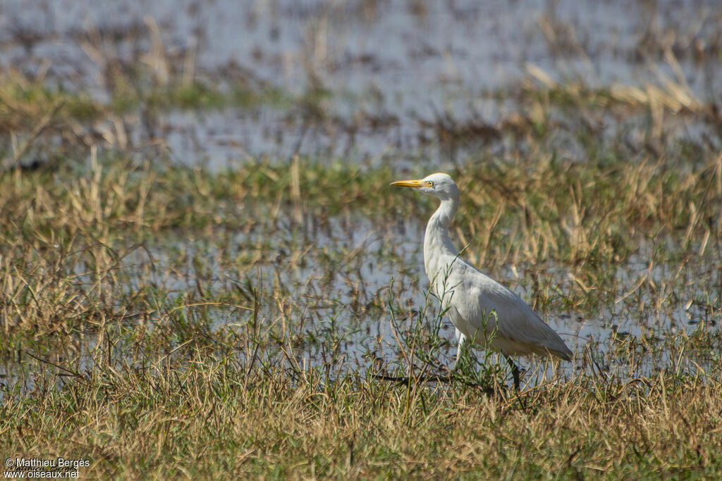 Western Cattle Egret