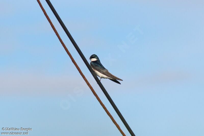 Tree Swallow