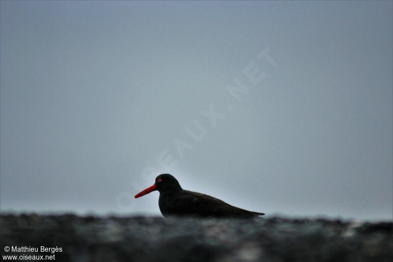 Black Oystercatcher