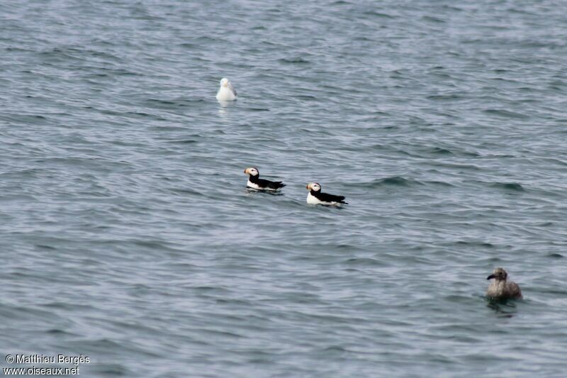 Horned Puffin