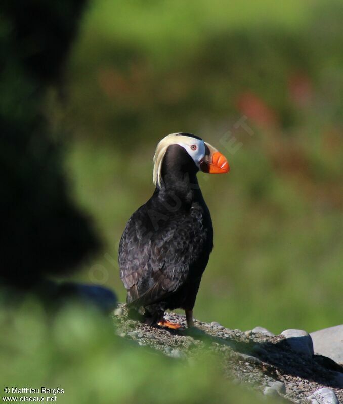 Tufted Puffin