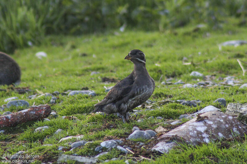 Rhinoceros Auklet