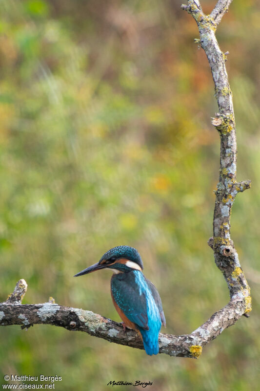 Common Kingfisher