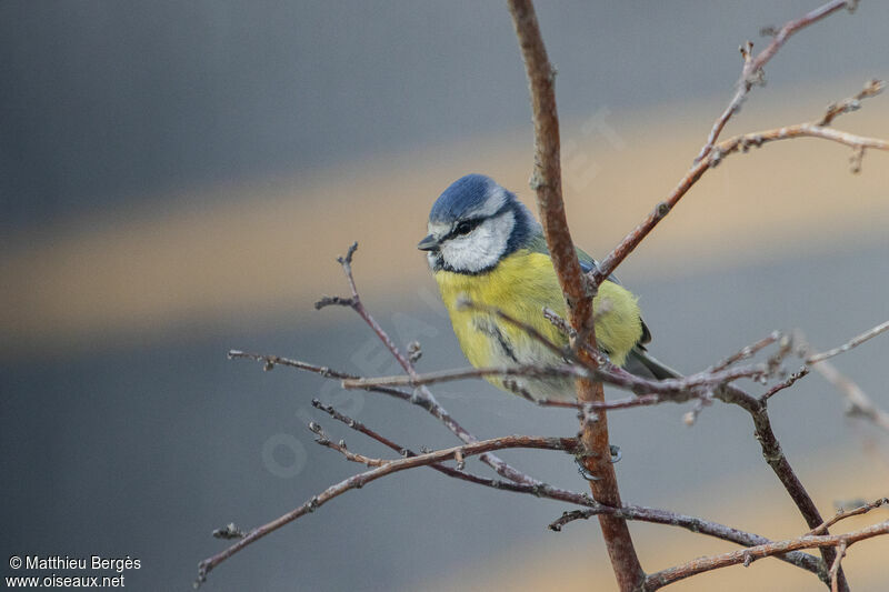 Eurasian Blue Tit