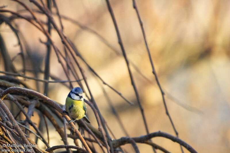 Mésange bleue