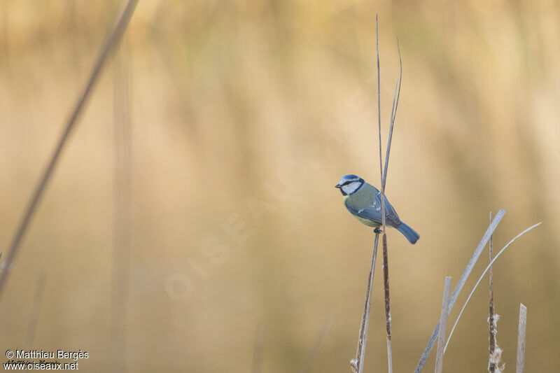 Eurasian Blue Tit