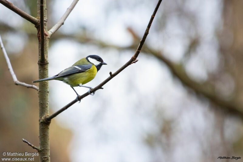 Mésange charbonnière