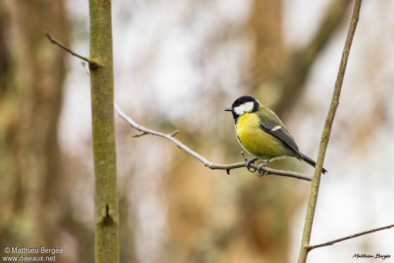 Mésange charbonnière