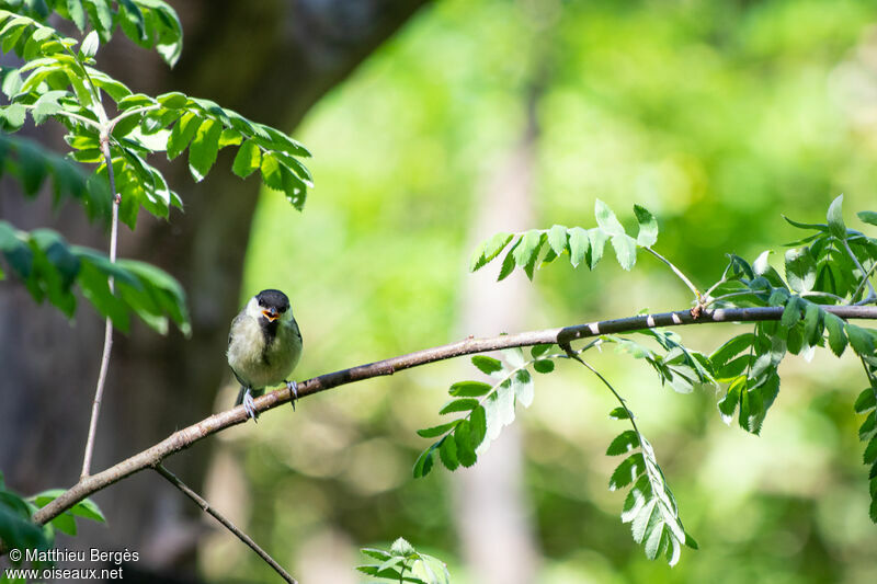 Mésange charbonnièrejuvénile