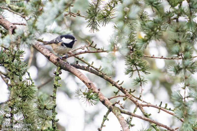 Coal Tit