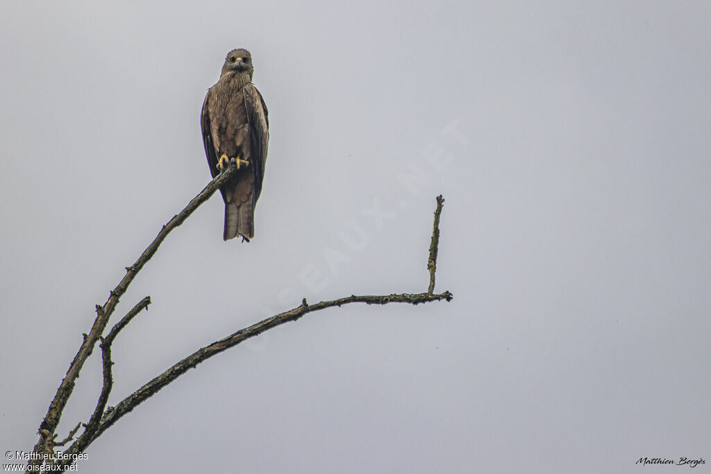 Black Kite