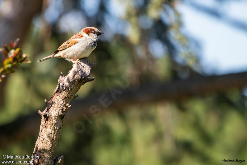 Moineau domestique mâle