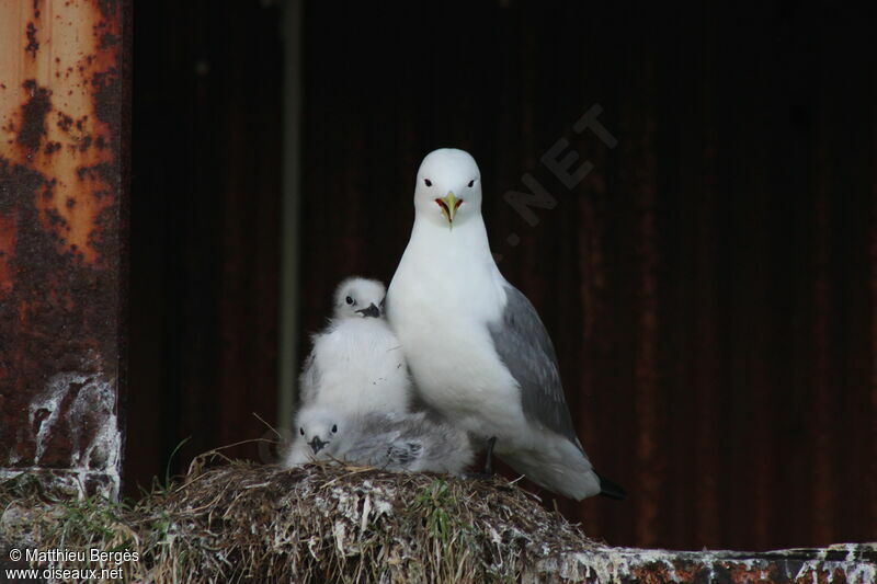 Mouette tridactyle