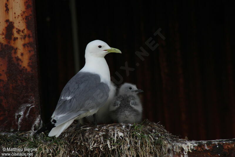 Mouette tridactyle