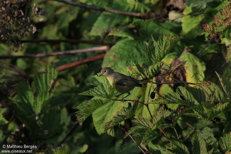 American Yellow Warbler