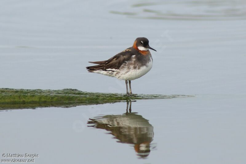 Red-necked Phalarope