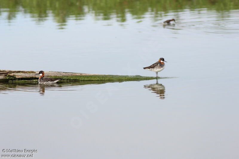 Phalarope à bec étroit